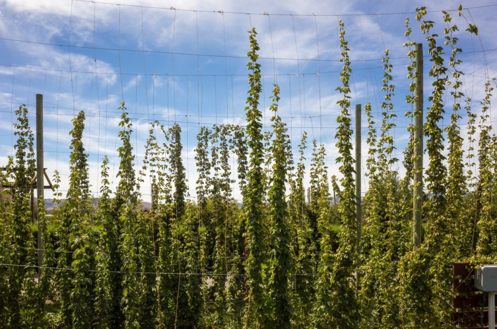 Carneros Brewing Company's hop yard at the brewery in Carneros Valley. (Provided by Carneros Brewing)