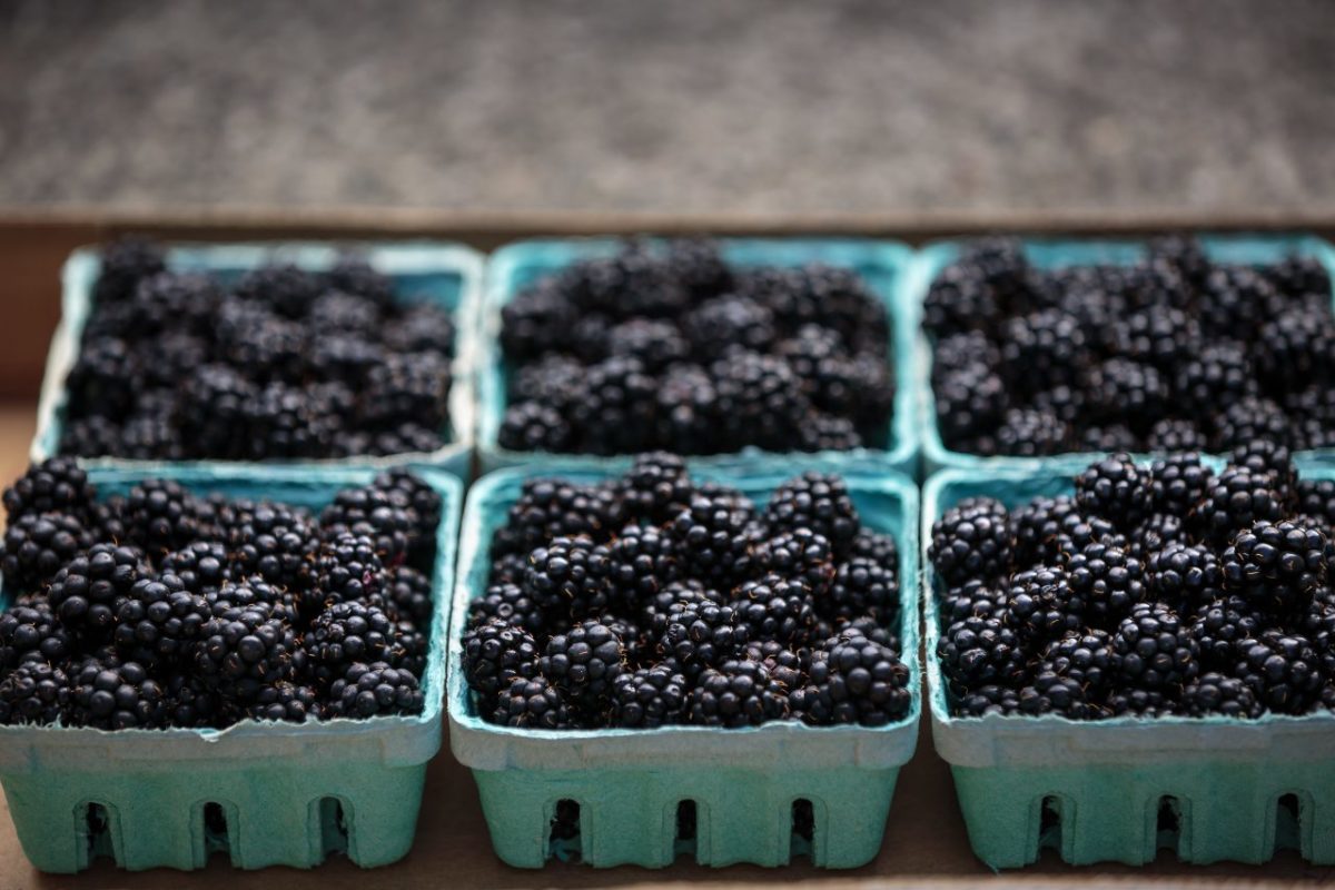 Blackberries from Kokopelli Farm in Sebastopol. (Chris Hardy/Sonoma Magazine)