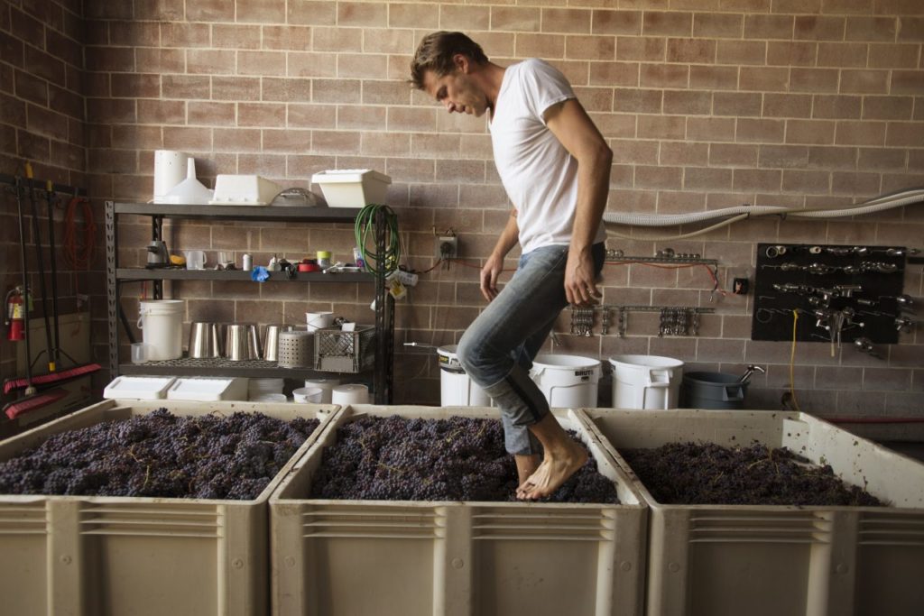Sam Bilbro, winemaker and owner of Idlewild Wines in Healdsburg, foot treads nebbiolo grapes. (Erik Castro/for Sonoma Magazine)