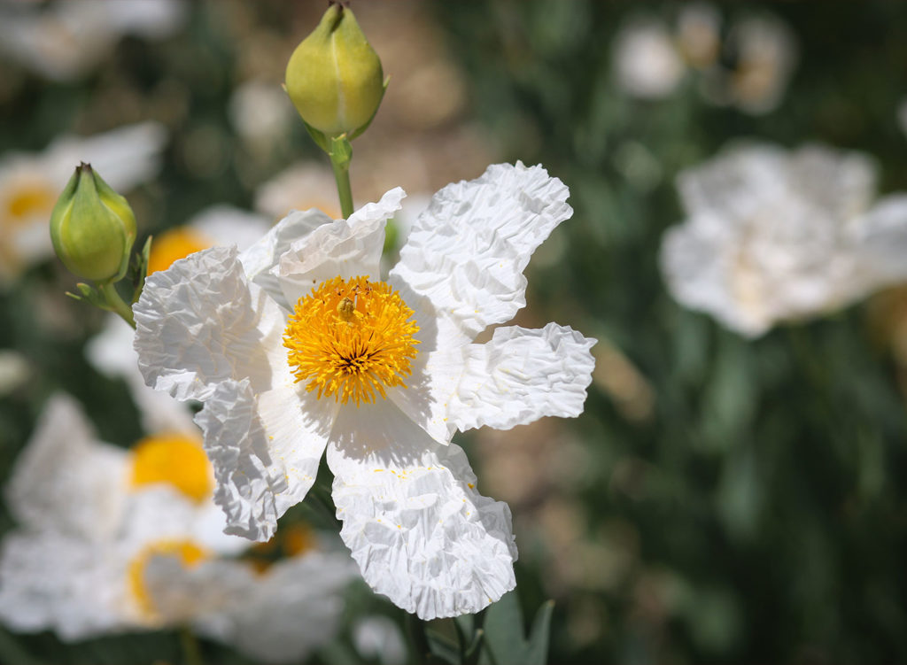 Food writer MFK Fisher's home near Glen Ellen is being rehabbed to celebrate her contributions, and to allow the public to connect with her legacy. A party in June was the first look into the house. Heather Irwin/Sonoma Magazine