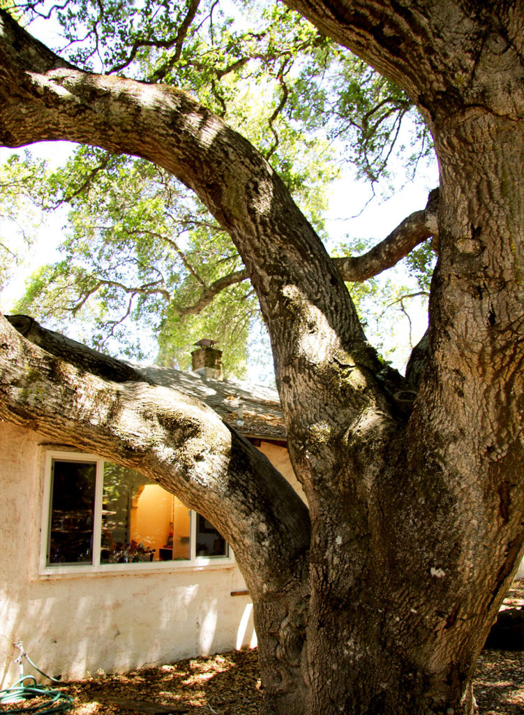 Food writer MFK Fisher's home near Glen Ellen is being rehabbed to celebrate her contributions, and to allow the public to connect with her legacy. A party in June was the first look into the house. Heather Irwin/Sonoma Magazine