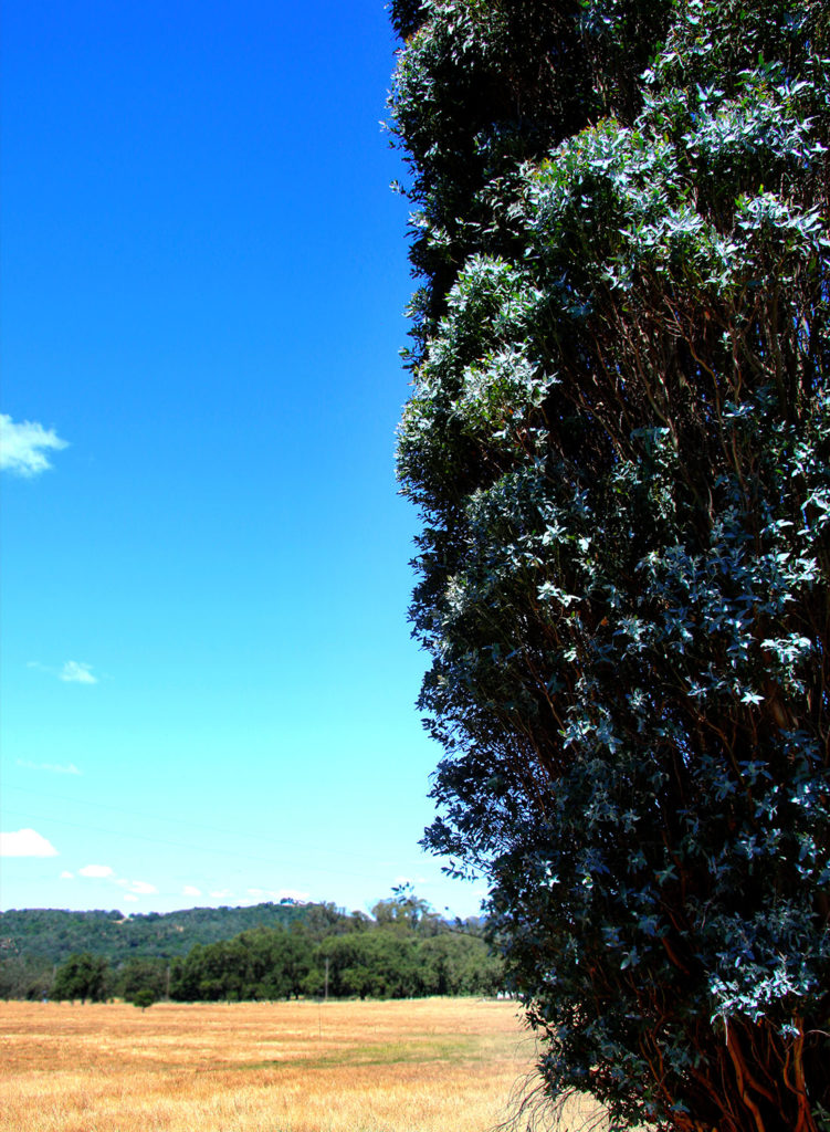 Food writer MFK Fisher's home near Glen Ellen is being rehabbed to celebrate her contributions, and to allow the public to connect with her legacy. A party in June was the first look into the house. Heather Irwin/Sonoma Magazine
