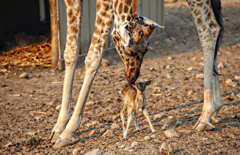 Newborn Antelope Tubbs, Named for Santa Rosa Fire, Dies at Safari West