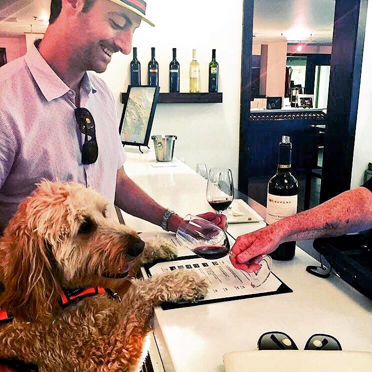 Dog at St. Supéry Estate Vineyards and Winery (Courtesy photo)
