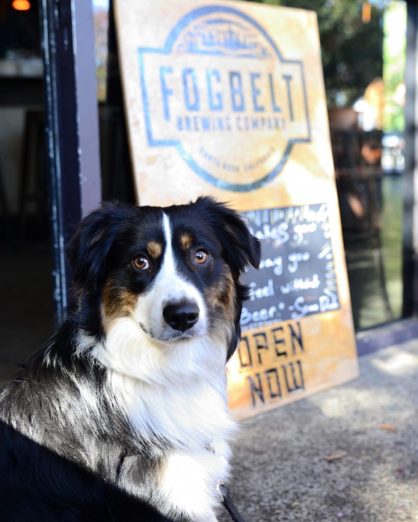 Fogbelt Brewing Company of Santa Rosa might not be the largest in size, but their outdoor patio is perfect for you and your dog. Enjoy wings, burgers, fries, and beer while your dog enjoys house-made dog treats! 1305 Cleveland Ave, Santa Rosa 95401, 707-978-3400, fogbeltbrewing.com.