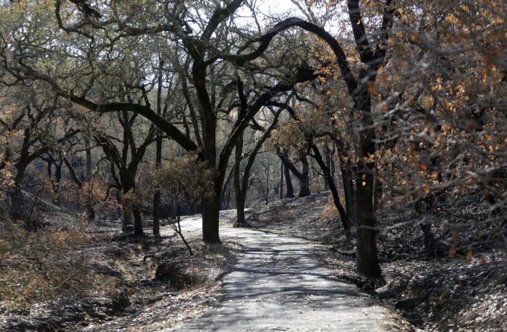 Trees over the main trail were blackened by fire at Sonoma Valley Regional Park in Glen Ellen, on Wednesday, November 1, 2017. (BETH SCHLANKER/ The Press Democrat)