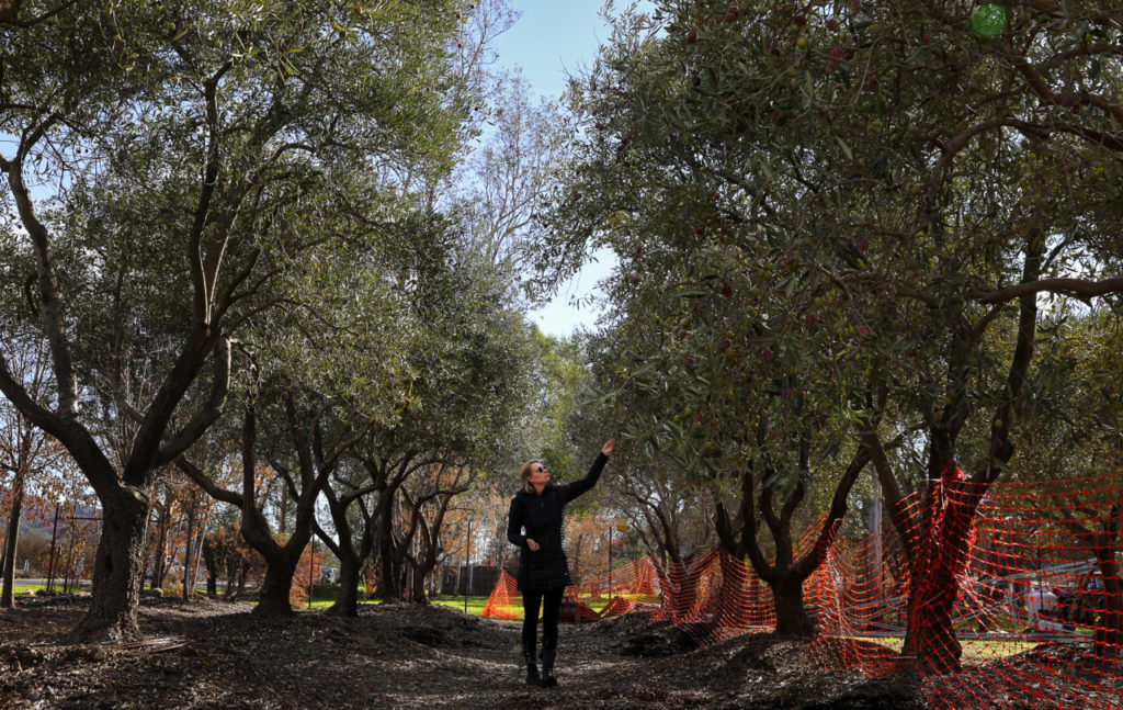Flatbed Farm owner Sofie Dolan examines olive trees that were burned in the October wildfires, along Highway 12 near Glen Ellen on Wednesday, November 29, 2017. (Christopher Chung/ The Press Democrat)