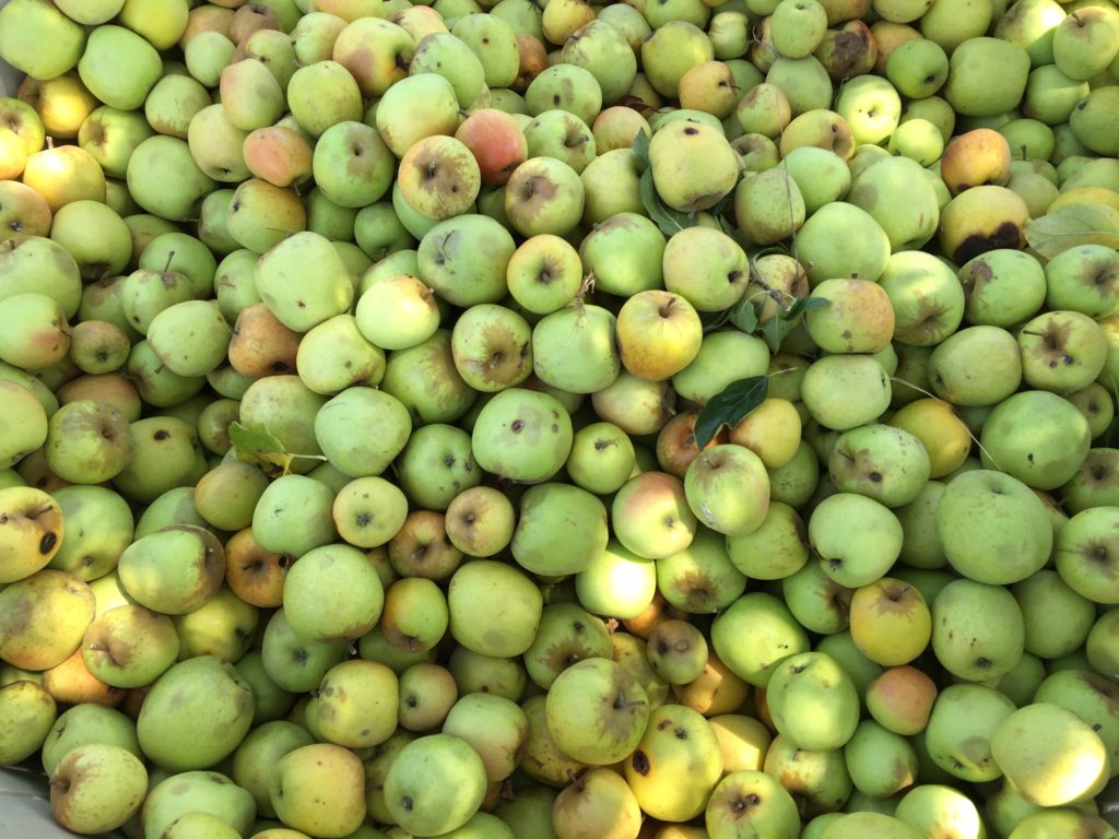 Apples from the Lawton's farm. Heather Irwin/PD