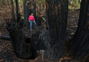 LandPaths will lead a hike along with fire ecologist Sasha Berleman and biologist Peter Leveque through a 72-acre property off Calistoga Rd. that was burned by the Tubbs Fire. (Photo by John Burgess)