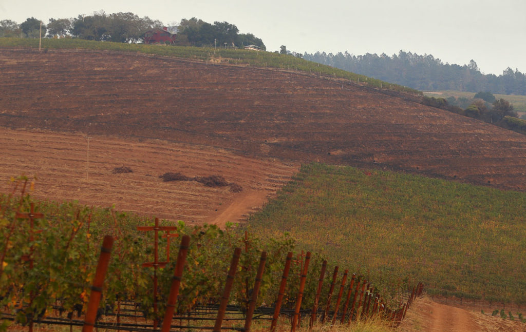 Vineyards belonging to Hamel Family Wines, as seen from the Kunde Family Winery property, stand virtually unscathed among burned areas in Kenwood on Monday, October 16, 2017. (Photo by Christopher Chung)
