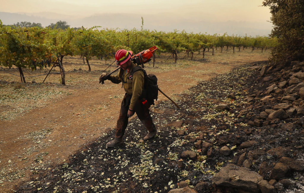PatRick Corp. firefighter Josh Korczak checks for any signs of heat from a burned area next to a block of cabernet vines at Kunde Family Winery, in Kenwood on Monday, October 16, 2017. (Photo by Christopher Chung)