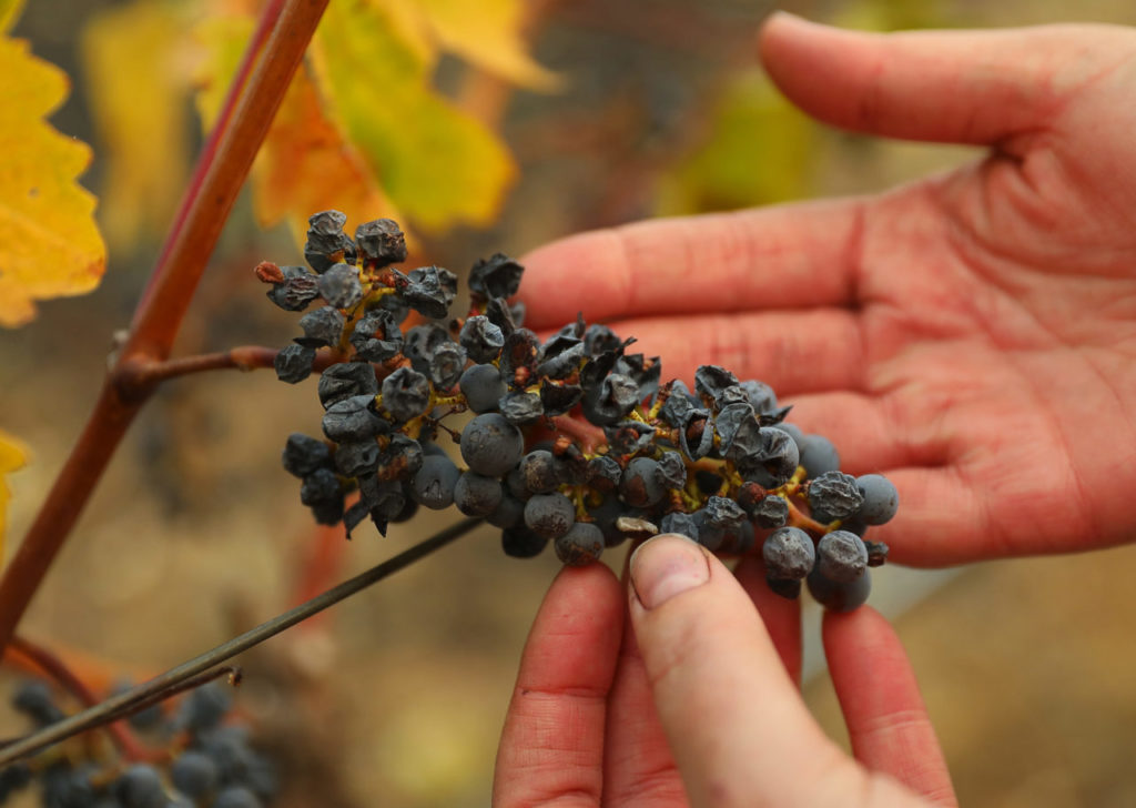 Cabernet grapes damaged by the heat of nearby fire at Kunde Family Winery, in Kenwood on Monday, October 16, 2017. (Photo by Christopher Chung)