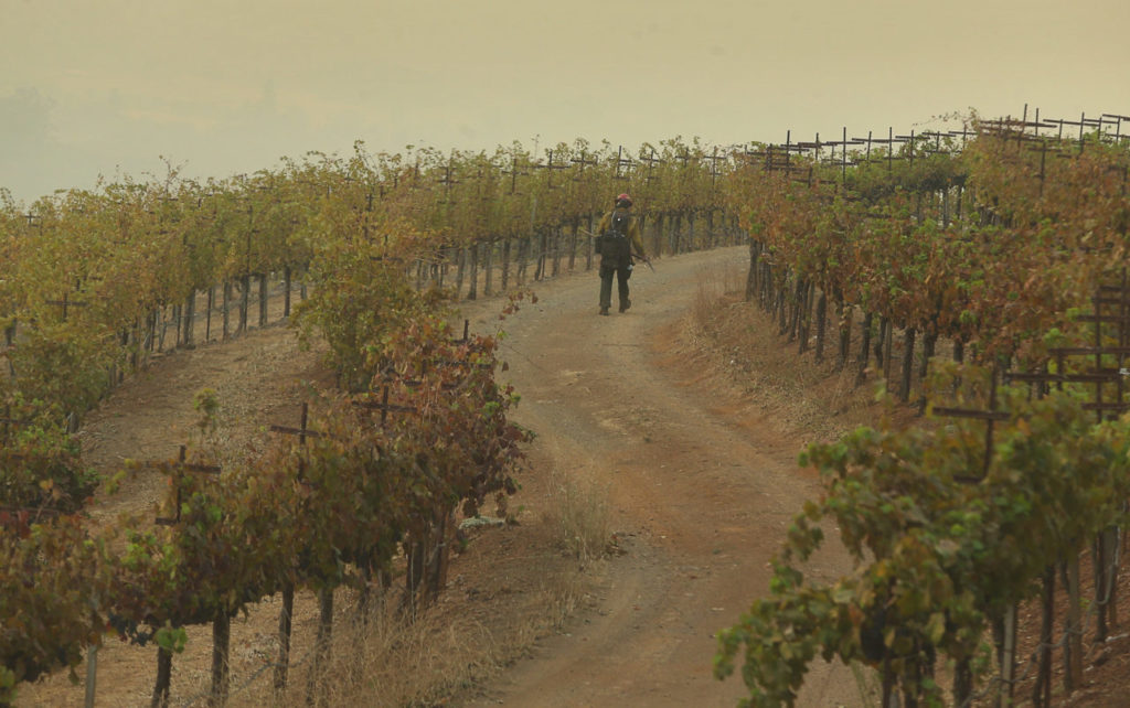 A PatRick Corp. firefighter walks between vineyard blocks at Kunde Family Winery, in Kenwood on Monday, October 16, 2017. (Photo by Christopher Chung)