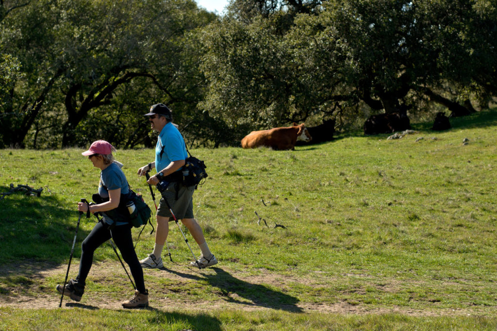 2/25/2013: A7: PC: Shelley Werner, left, and Randy Villa hike past a herd of cows lowing in the shade at the Taylor Mountain Open Space in Santa Rosa, Calif., on February 24, 2013. (Alvin Jornada / The Press Democrat)
