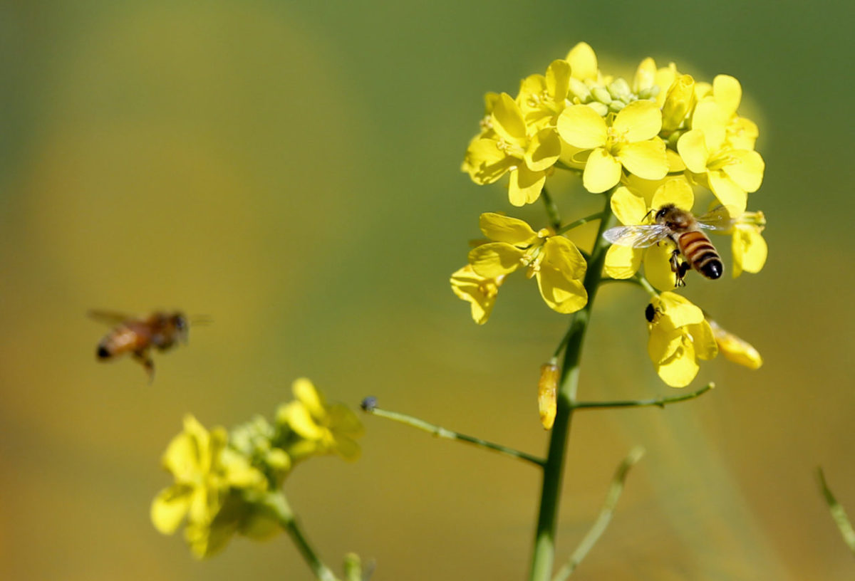 A day after strong rains, mustard blooms attract bees in a vineyard off of Dry Creek Rd near Geyserville, on Monday, February 10, 2014. (BETH SCHLANKER/ The Press Democrat)