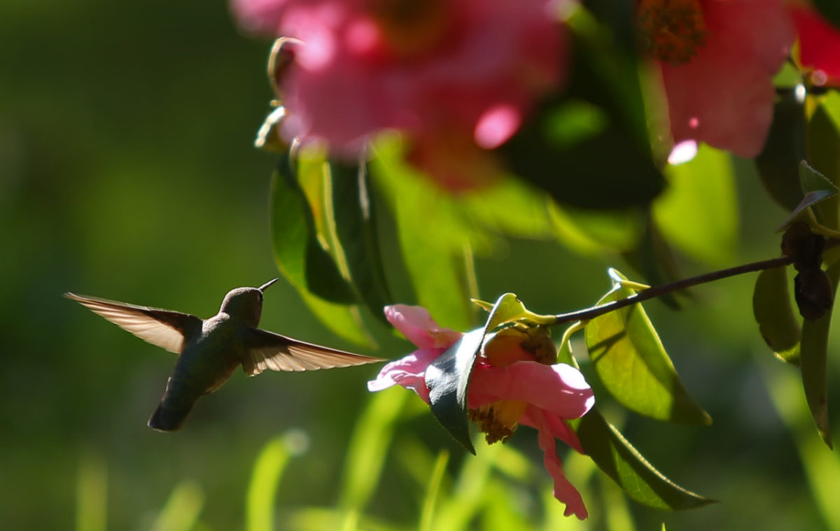 A hummingbird flits around gathering nectar from a camellia reticulata at the Sonoma Botanical Garden (formerly Quarryhill Botanical Garden) in Glen Ellen. (Christopher Chung/The Press Democrat)