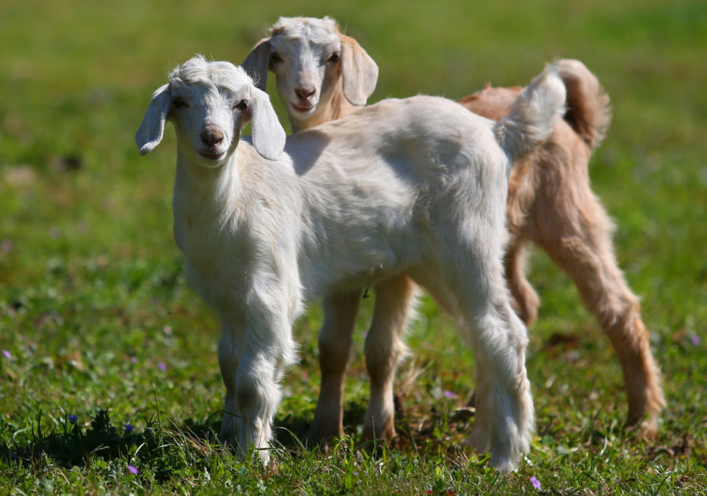 Baby goats, named Peaches and Cream, roam the fields at SucherNova Farm, in Cotati on Thursday, March 26, 2015. (Christopher Chung/ The Press Democrat)