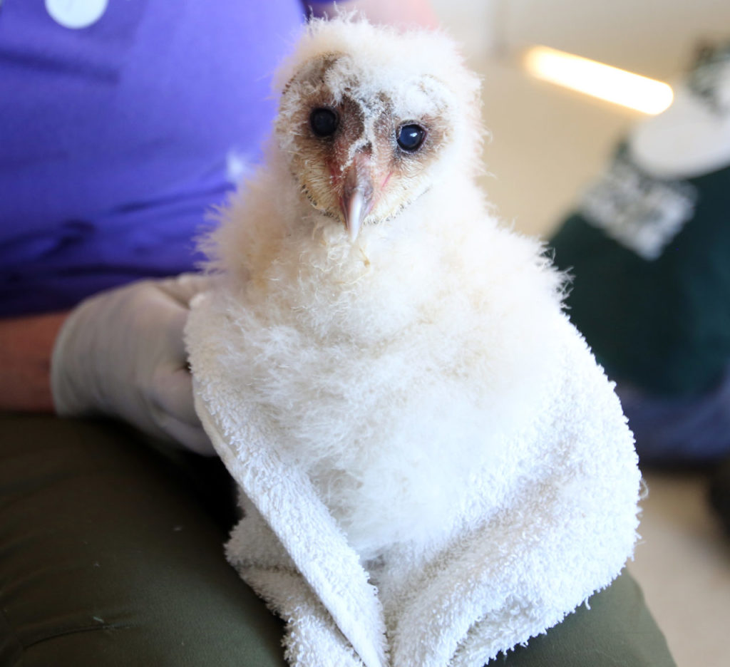 Orphaned barn owl at Sonoma County Wildlife Rescue, May 1, 2014. (Crista Jeremiason / The Press Democrat)