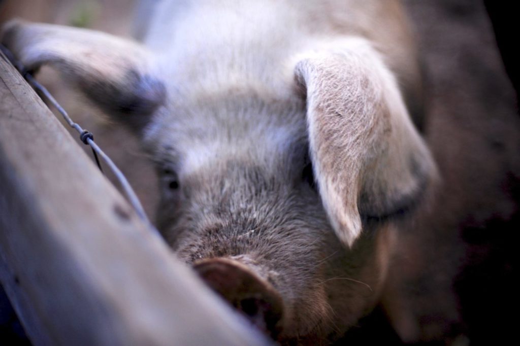Livestock at Quivira Vineyards and Winery in Healdsburg. Friday July 24, 2009 (Photo: Erik Castro/for the Press Democrat)