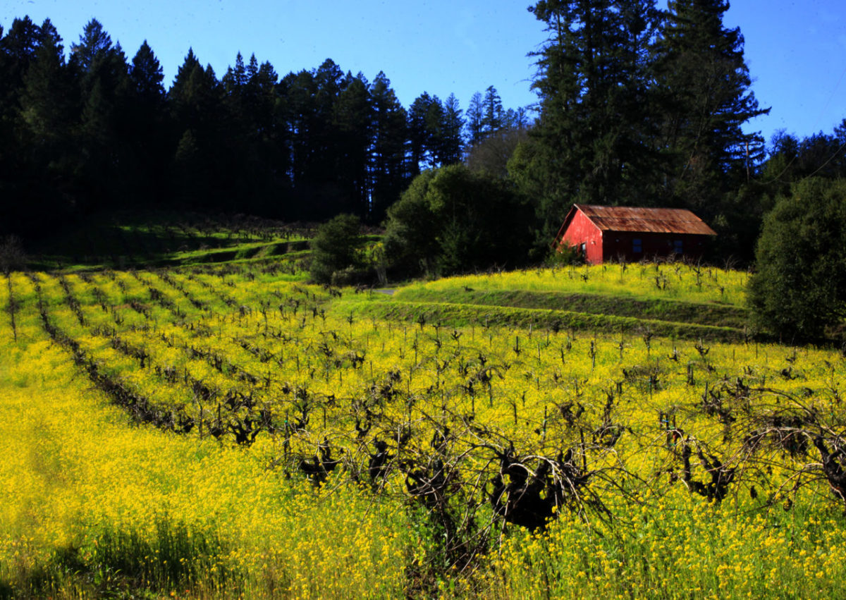 1/28/2014: A1: JAN. 9, 2012: This time of year, mustard usually covers Beeson Ranch in Dry Creek Valley. 1/10/2012: B1: PC: The mustard glows on a warm spring-like afternoon in the Dry Creek Valley at the Beeson Ranch.