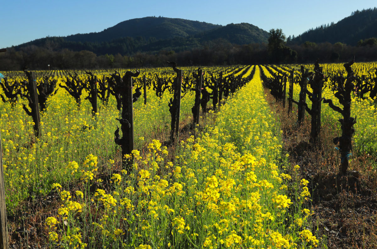 Mustard grows in the Dry Creek Valley. (John Burgess / The Press Democrat)