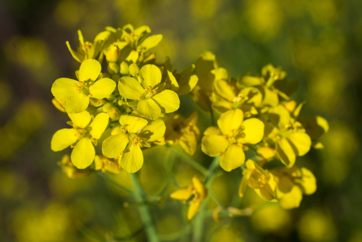 Mustard, Dry Creek Valley. (photo by John Burgess/The Press Democrat)