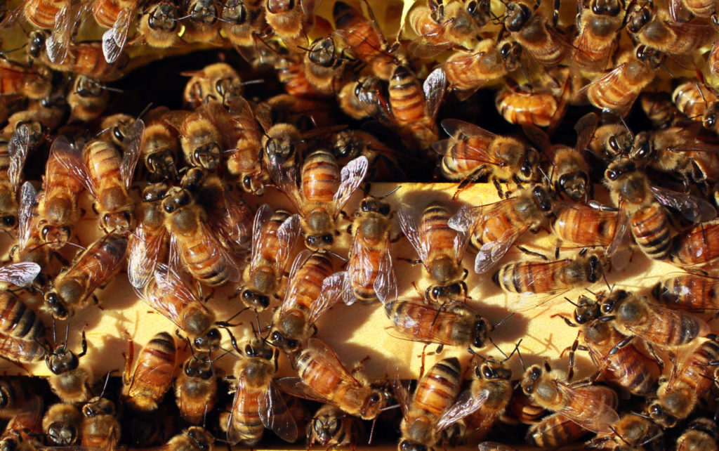 1/2/2015:D2:A class on what to do to help bees thrive will be held Sunday at the Grange at Shed in Healdsburg. JOHN BURGESS / The Press Democrat, 2012 5/12/2012: D6: PC: Bees exit and enter the hive.