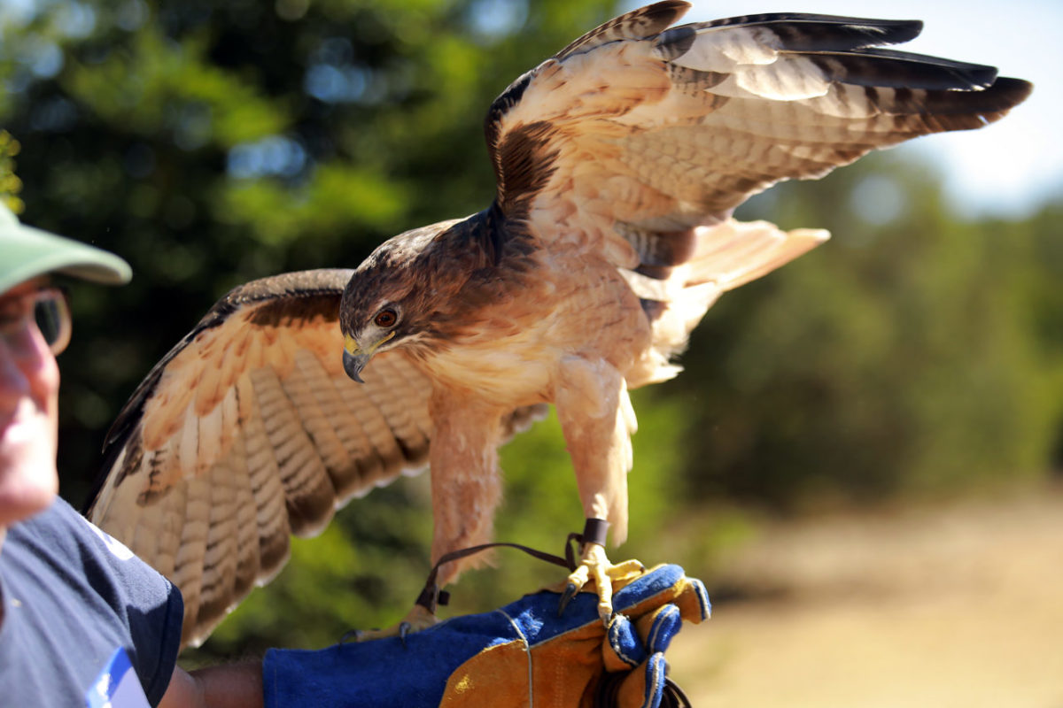 The 5th annual "Festival of Feathers" at the Bird Rescue Center in Santa Rosa on Saturday. (photo by John Burgess/The Press Democrat)
