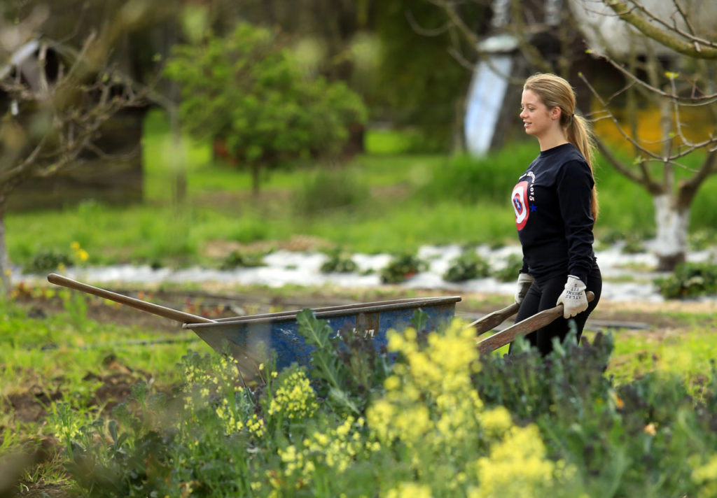 Jennie Strand, 17, wheels a load of compost through the garden. Students in the Enviro-Leaders program learn about sustainable agriculture and environmental restoration working in the Sonoma Garden Park in Sonoma. (John Burgess/The Press Democrat)