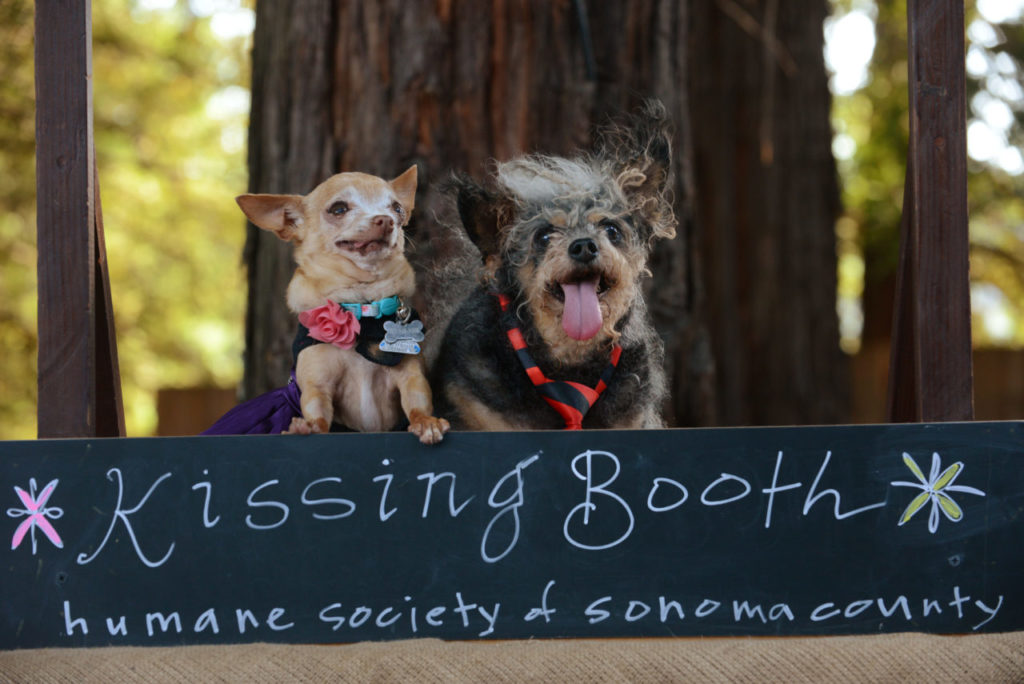 Katy Rose, left, and Scamp waiting for kisses at Wags, Whiskers & Wine Gala held Friday at Trentadue Winery in Geyserville, California. All proceeds benefit Human Society of Sonoma County. August 10, 2018. (Photo: Erik Castro/for The Press Democrat)