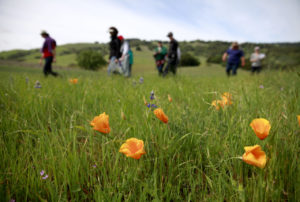 Sonoma Ecology Center biologist Caitlin Cornwall, left, leads a walk past California poppies at the Van Hoosear Wildflower Preserve in Sonoma, on Sunday, March 30, 2014. (BETH SCHLANKER/ The Press Democrat)