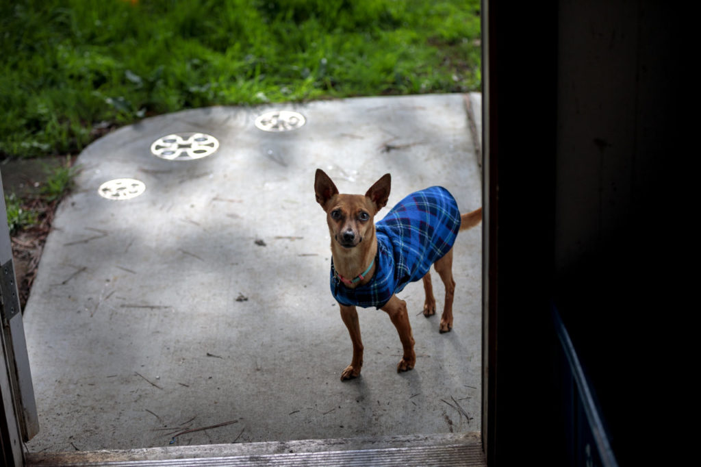 Curtis Inglis's dog Coco, in his workshop