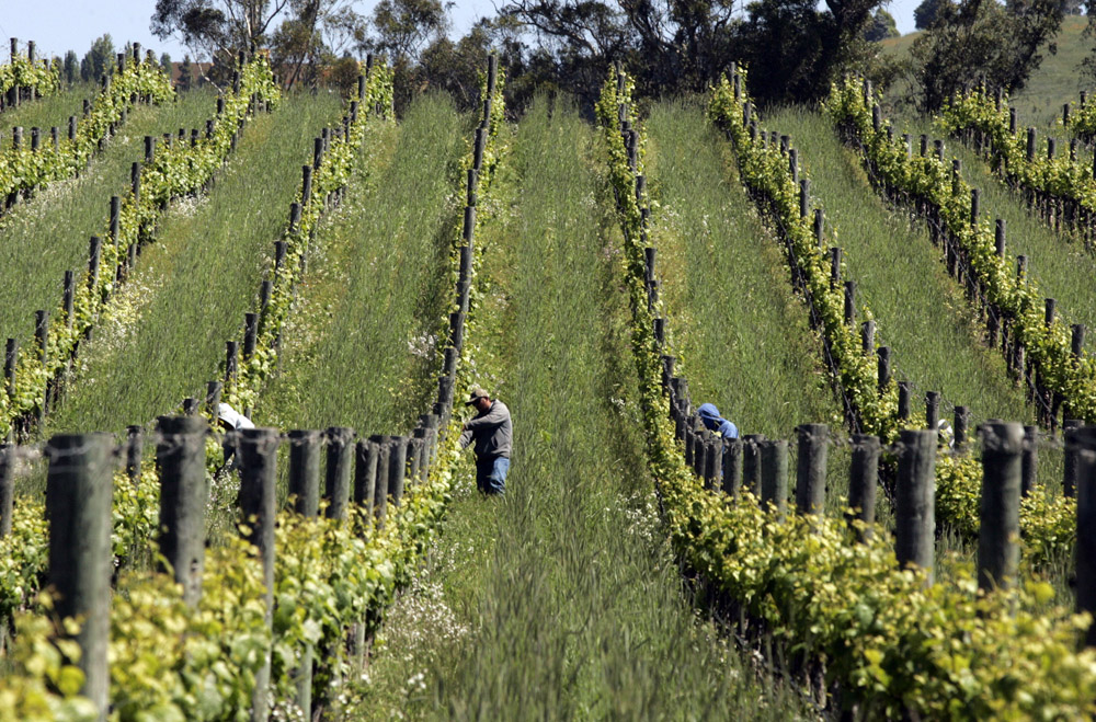 From Left, Maxima Salinas, Gustino Cruz, Nicholas Salinas, Cirilo Flores, and Irineo Quintas work the vines at Keller Estates on Lakeville Highway south of Petaluma. (Scott Manchester / Petaluma Argus-Courier, 2014)