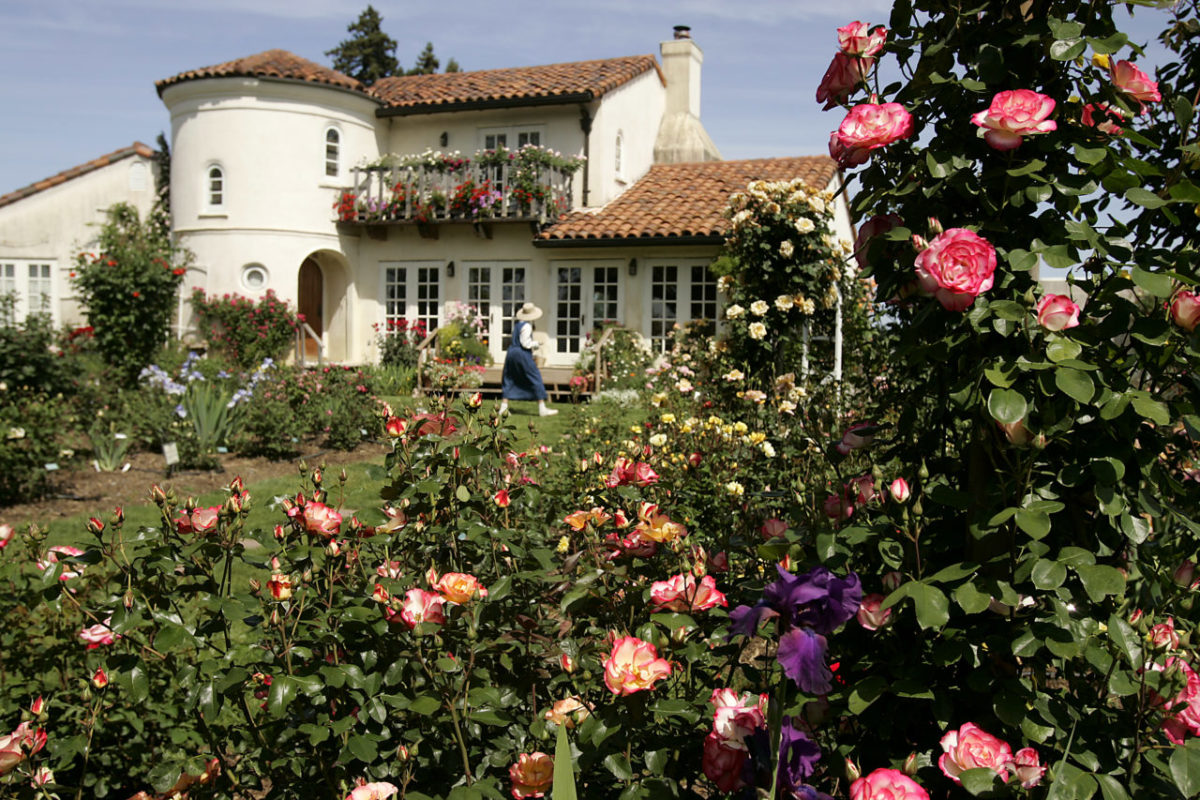 Colorful blossoms fill the landscape at the Russian River Rose Company's garden in Healdsburg. (Christopher Chung/The Press Democrat)