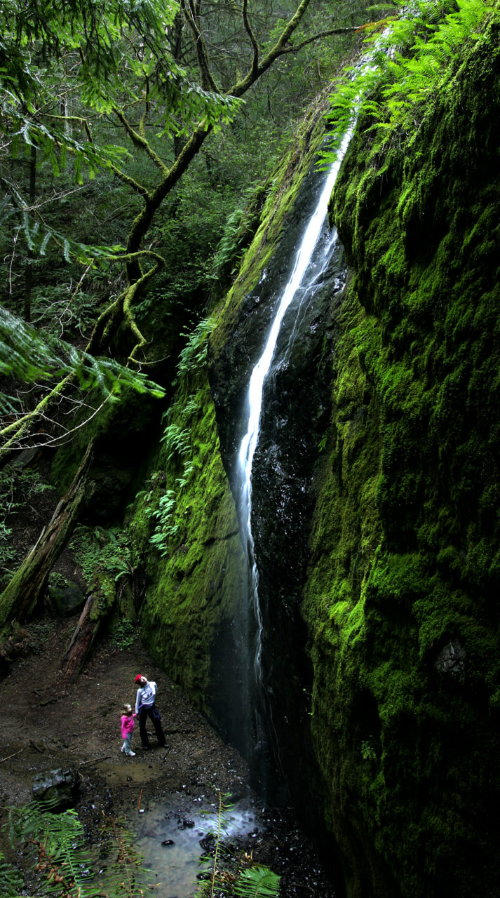 3/6/2005: 78: Chamberlain Falls: Set in the Jackson Demonstration State Forest, the falls drop 50 feet in a slim white pencil of water. It's a relaxed, quarter-mile walk to the base of the falls set in a magical grotto -- all tucked within a stand of old-growth redwoods. Look for the white, three-leafed trillium amid the ferns in spring. The falls can be found off Highway 20 halfway between Willits and Fort Bragg.