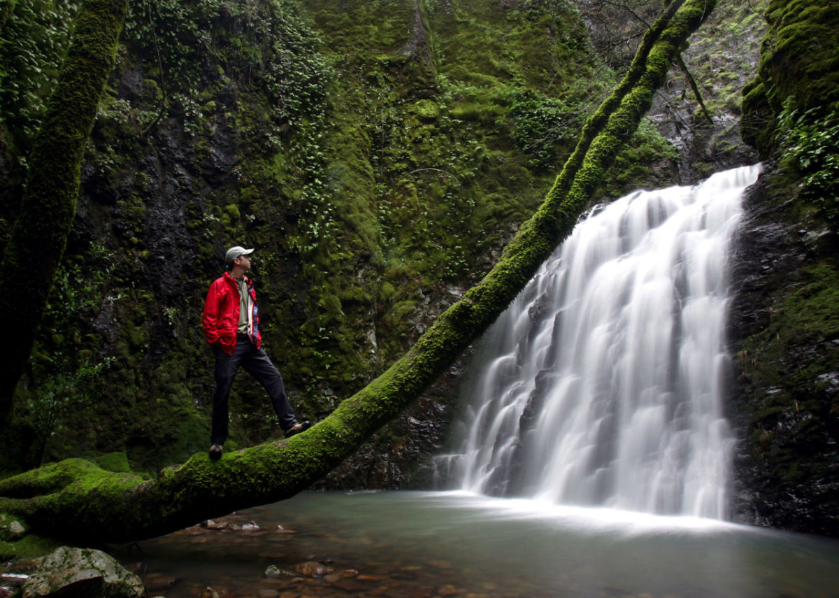 3/6/2005: 76: Devil's Well: Near the headwaters of Redwood Creek in the hills west of Napa, UC Berkeley Ph.D. candidate Tom Devitt takes time out from surveying native salamanders to take in the splendors of the Devil's Well. Here, on private land that is part of the Mayacamas Vineyards, the last tier of the waterfall spills into a fern-filled grotto.