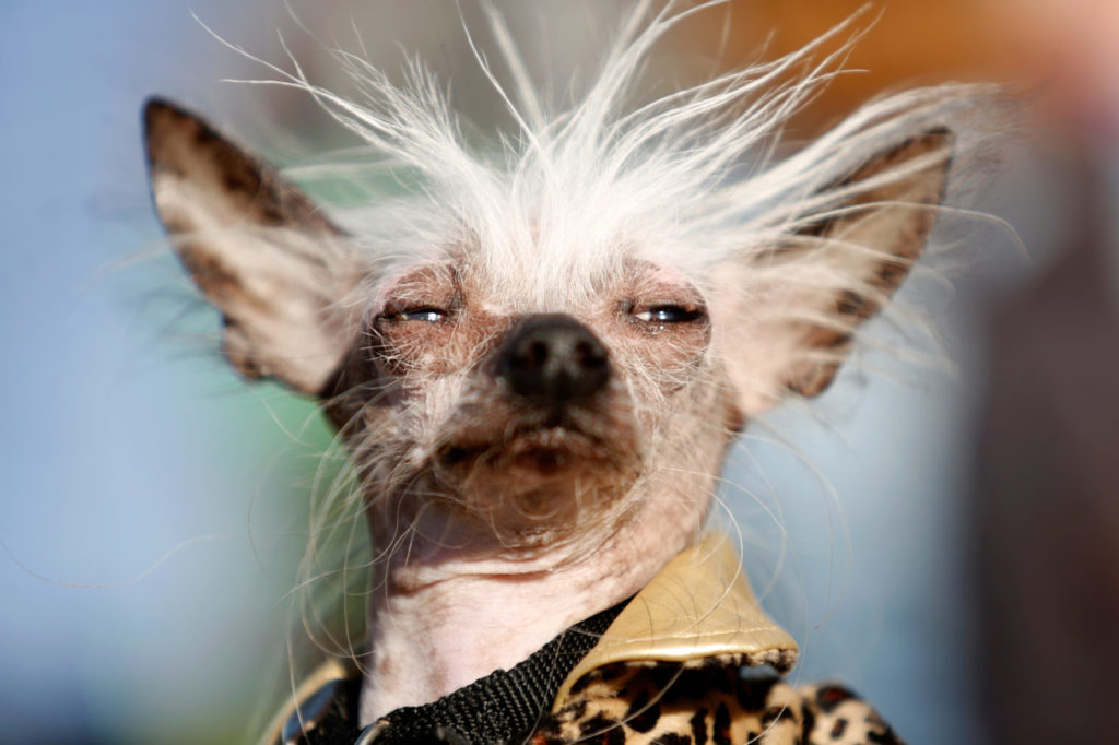 Contestant Rascal Deux during the World's Ugliest Dog Contest at the Sonoma-Marin Fair in Petaluma, California on Friday, June 24, 2016. (Alvin Jornada / The Press Democrat)