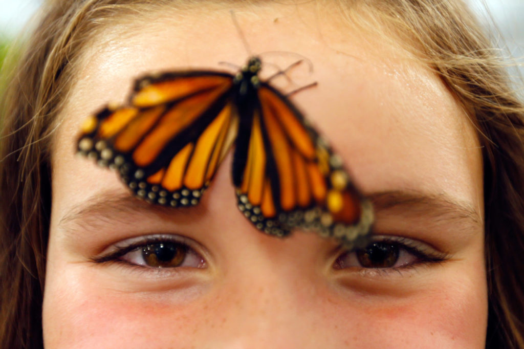 Makenna Glasgow, 8, lets a butterfly rest on her forehead at Butterfly Adventures at the Sonoma County Fair in Santa Rosa, California on Thursday, July 28, 2016. (Alvin Jornada / The Press Democrat)