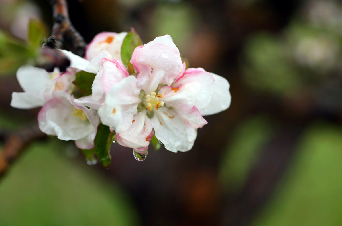 4/6/2014: T2: An apple blossom in an orchard along Bodega Highway near Sebastopol. PC: Rain drips from an apple blossom in an orchard along Bodega Highway, near Spoonger Road, west of Sebastopol on Monday, March 31, 2014. (Christopher Chung/ The Press Democrat)