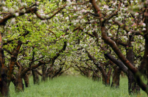 Apple trees blossom in an orchard along Bodega Highway, at Spring Hill School Road, west of Sebastopol on Monday, March 31, 2014. (Christopher Chung/ The Press Democrat)