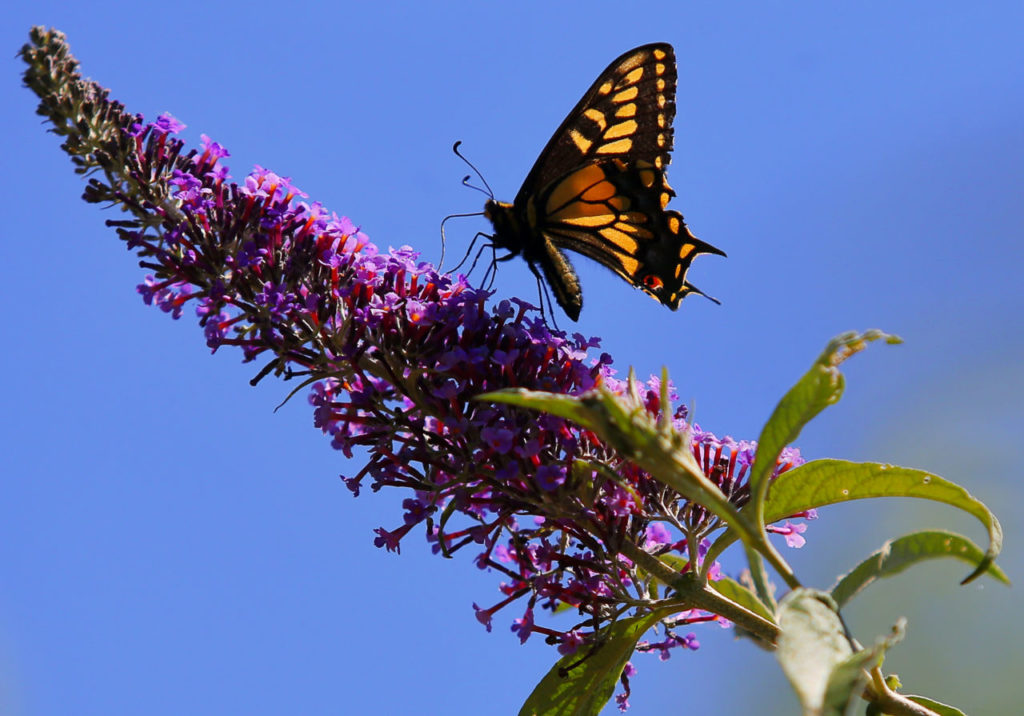 An Anise Swallotail butterfly collects nectar at Hallberg Butterfly Gardens, near Sebastopol on Wednesday, June 21, 2017. (Christopher Chung/ The Press Democrat)
