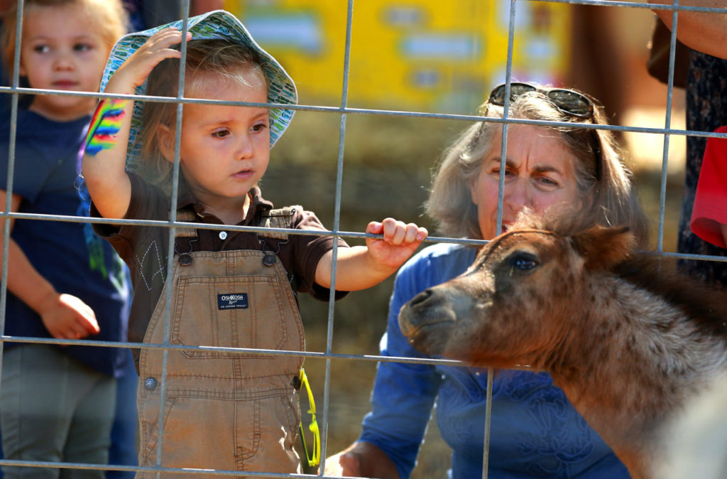 The Gravenstein Apple Fair at Sebastopol's Ragle Ranch Park. (photo by John Burgess/The Press Democrat)