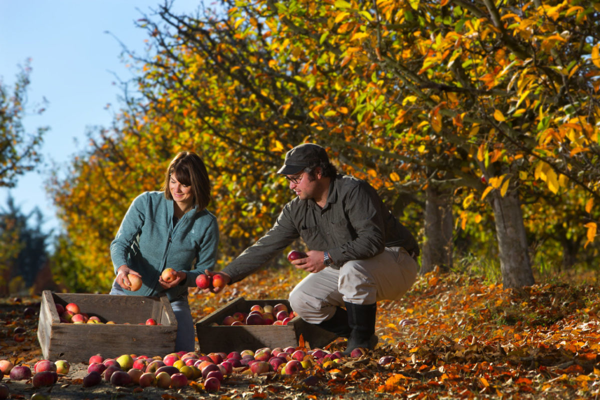 Jolie Devoto Wade, and her husband, Hunter Wade, gather the last of the fallen apples from their Devoto Gardens west of Sebastopol. The two have launched Apple Sauced Cider, using the family’s Graventstein apples for the cider. (photo by John Burgess/The Press Democrat)