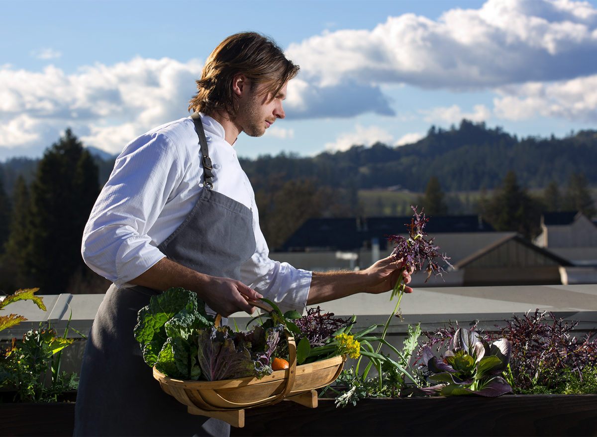 Chef de cuisine Aaron Koseba harvests purple frill mustard greens from the rooftop garden at SingleThread Farms Restaurant in Healdsburg. (John Burgess/The Press Democrat)