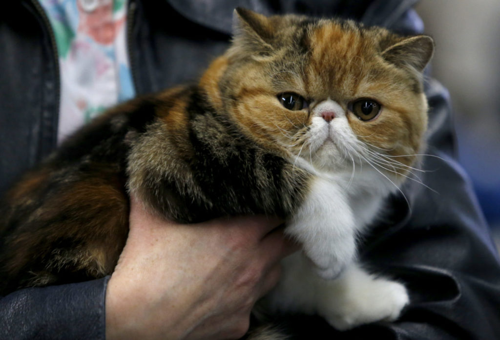 Noelle Giddings holds an Exotic Shorthair cat named Tigress during the cat show at the Grace Pavilion at the Sonoma County Fairgrounds in Santa Rosa, on Sunday, February 19, 2017. (BETH SCHLANKER/ The Press Democrat)