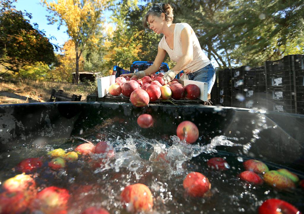 10/16/2013: E1: PC: Ellen Cavalli of Tilted Shed Ciderworks sorts and washes Rome apples, picked locally, that will be ground up and squeezed for apple cider near Forestville, Tuesday Oct. 15, 2013. (Kent Porter / Press Democrat) 2013