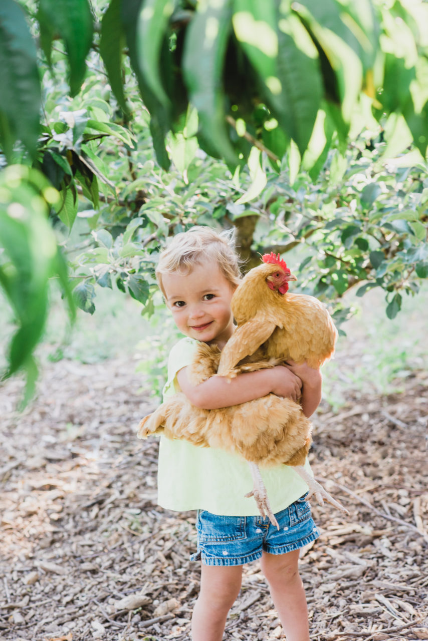 Rebecca Chotkowski Chris' granddaughter Louise revel in country life with the family chickens.