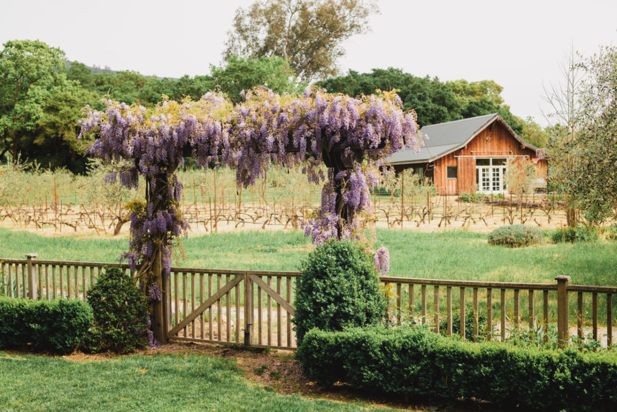 Rebecca Chotkowski Chris and Ron Mickelson tested several varieties of wistreria on their property before deciding to plant "Cooke's Purple" en masse atop arbors and gates. Low stone walls, a rose covered pergola and Chris's beloved topiaries define the pool area.