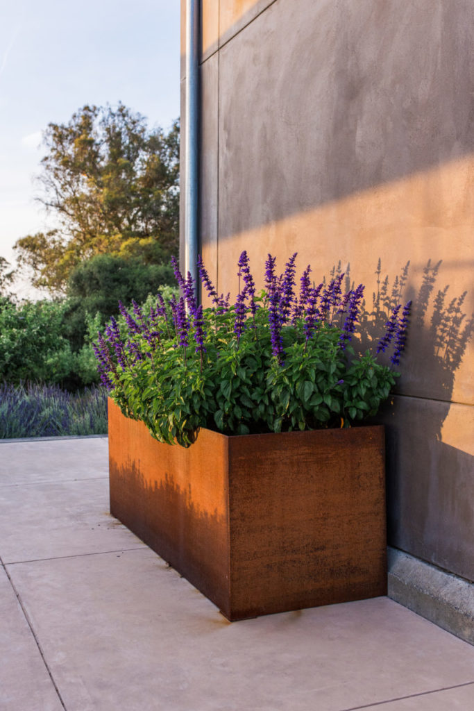 Salvia Spp. Midnight