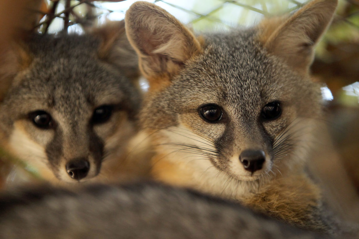 A couple of baby grey foxes hide from the camera at Wildlife Rescue near the Sonoma County dump.